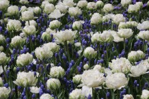 images/productimages/small/m1930-img-2174.jpg