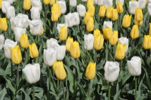 images/productimages/small/m1960-img-2326.jpg