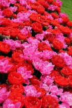 images/productimages/small/m1985-img-2398.jpg