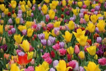 images/productimages/small/m1995-img-2477.jpg