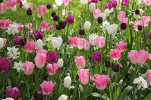 images/productimages/small/m2010-img-2497.jpg