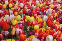 images/productimages/small/m2020-img-2511.jpg