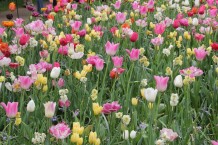 images/productimages/small/m2070-img-2607.jpg