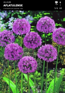 images/productimages/small/n001a5.jpg