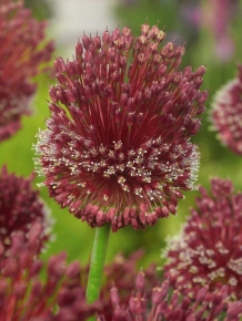 images/productimages/small/n051-allium-red-mohican-1-.jpg