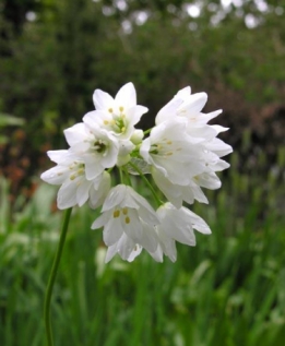 images/productimages/small/n058-Allium-zebdanense-May-2009-04-1.jpg