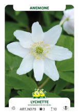 Anemonen Nemerosa Lychette