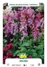 Corydalis Solida