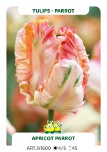 Tulp Apricot Parrot