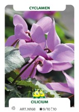 Cyclamen Cilicium