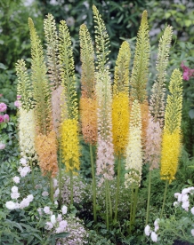 images/productimages/small/n189-eremurus-mix-web.jpg