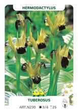 Hermodactylis Tuberosus (Iris Tuberosa)