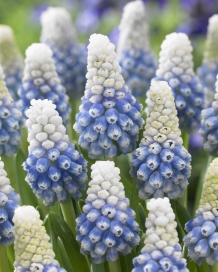 images/productimages/small/n243-web-muscari-mountain-lady-visi147630.jpg