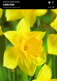 images/productimages/small/n357a5.jpg