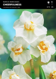 images/productimages/small/n385a5.jpg