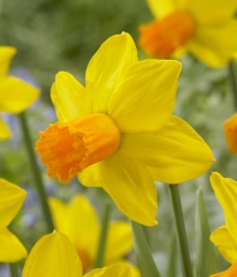 images/productimages/small/n420-web-visi137703.jpg