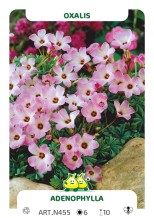 Oxalis Adenophylla