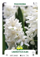 Puschkinia Libanotica Alba