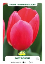 Tulpen Rosy Delight