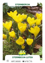 Sternbergia