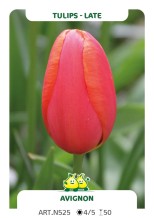 Tulpen Avignon