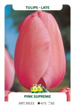 Tulpen Pink Suprême