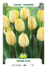 Tulpen Crème Flag