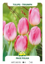 Tulpen Page Polka