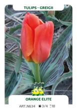 Tulp Orange Elite