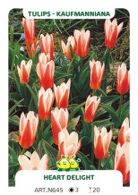 Tulp Heart Delight