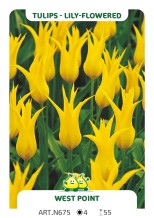 Tulp West Point