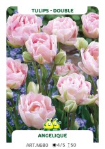 Tulp Angelique