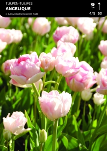 images/productimages/small/n680a5.jpg