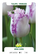 Tulp Aria Card