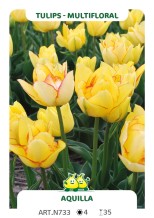 Tulp Aquilla