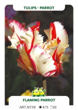 Tulp Flaming Parrot