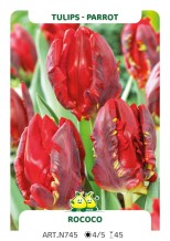 Tulp Rococo
