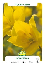Tulp Sylvestris