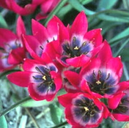 images/productimages/small/n786-tulip_little_beauty.jpg