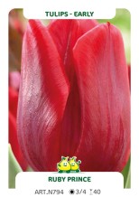 Tulp Ruby Prince