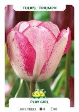 Tulpen Playgirl