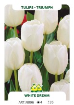 Tulpen White Dream