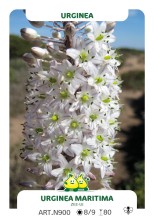 Urgenea maritima (zeeui)