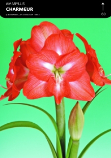 images/productimages/small/n953a5.jpg