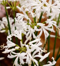 Nerine Alba Like a Virgin