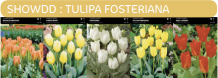 images/productimages/small/showdd.png