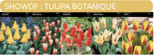 images/productimages/small/showdf.png