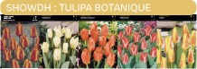 images/productimages/small/showdh.png