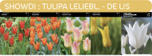 images/productimages/small/showdi.png