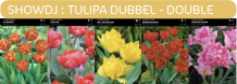 images/productimages/small/showdj.png